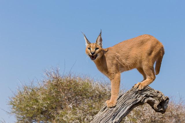 086 Zuid-Afrika, caracal.jpg